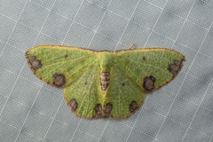 Celidomphax rubrimaculata