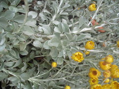 Helichrysum argyrophyllum