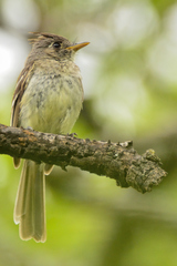 Xenotriccus mexicanus