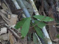 Ardisia cornudentata morrisonensis