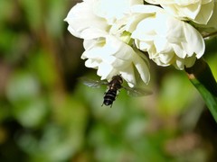 Betasyrphus serarius