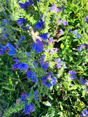 Echium vulgare