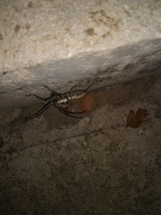 Batocera rufomaculata