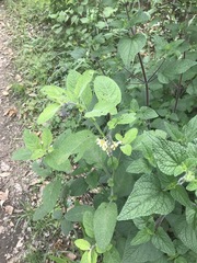 Solanum bulbocastanum