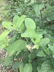 Solanum bulbocastanum