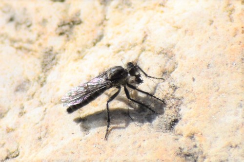 Lasiopogon hinei