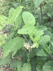 Solanum bulbocastanum