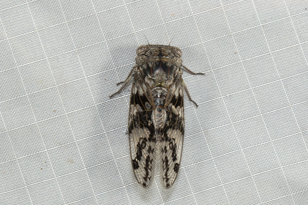 Mottled Broadwing Cicada