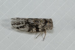 Soudaniella marshalli