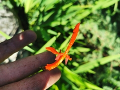 Chasmanthe aethiopica