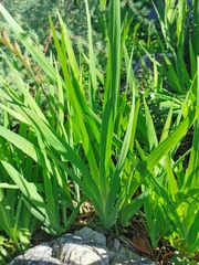 Chasmanthe aethiopica