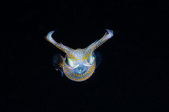 Sepioteuthis lessoniana