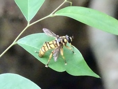 Milesia sinensis