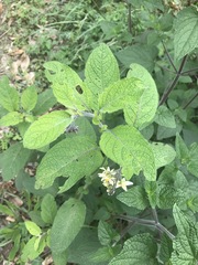 Solanum bulbocastanum