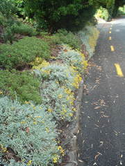 Helichrysum argyrophyllum