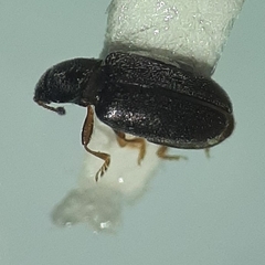 Corticariinae