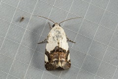 Acontia trychaenoides