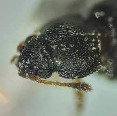 Corticariinae