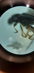 Corticariinae