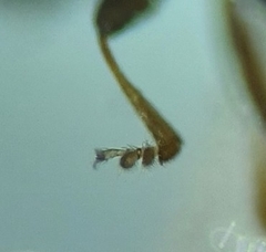 Corticariinae