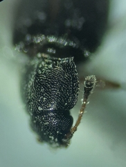 Corticariinae