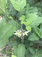 Solanum bulbocastanum
