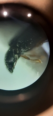 Corticariinae