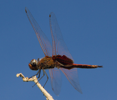 Tramea loewii