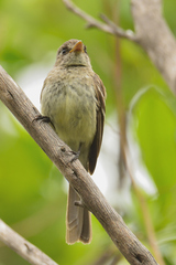 Xenotriccus mexicanus