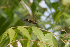 Rhyothemis phyllis