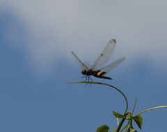 Rhyothemis phyllis