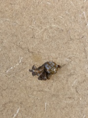 Nepinnotheres novaezelandiae