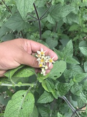 Solanum bulbocastanum