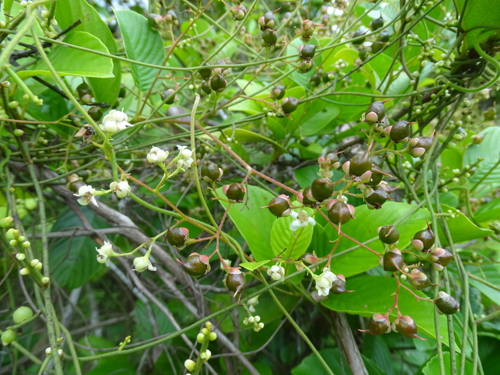 Tetracera sarmentosa (Tetracera sarmentosa)