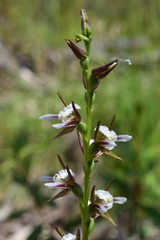 Prasophyllum odoratum