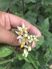 Solanum bulbocastanum
