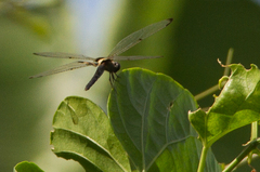 Rhyothemis phyllis