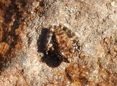 Litoria meiriana