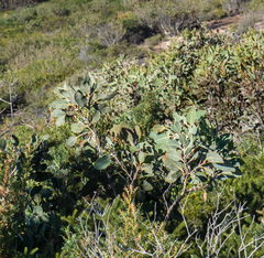 Eucalyptus pleurocarpa