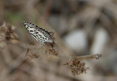 Castalius rosimon