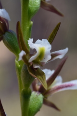 Prasophyllum odoratum