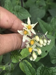 Solanum bulbocastanum