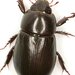 Rice Beetle - Photo (c) Mike Quinn, Austin, TX, some rights reserved (CC BY-NC), uploaded by Mike Quinn, Austin, TX