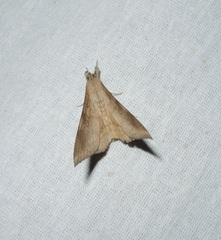 Oxyodes scrobiculata
