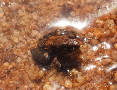 Litoria meiriana