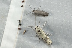 Ethioterpia lichenea