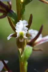 Prasophyllum odoratum