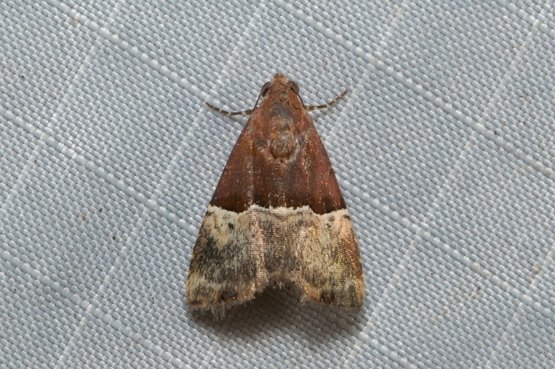 Ozarba hemiochra