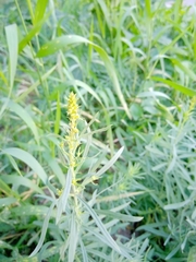 Linaria vulgaris