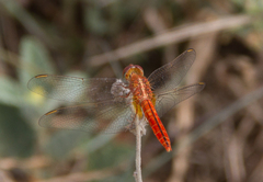 Crocothemis servilia